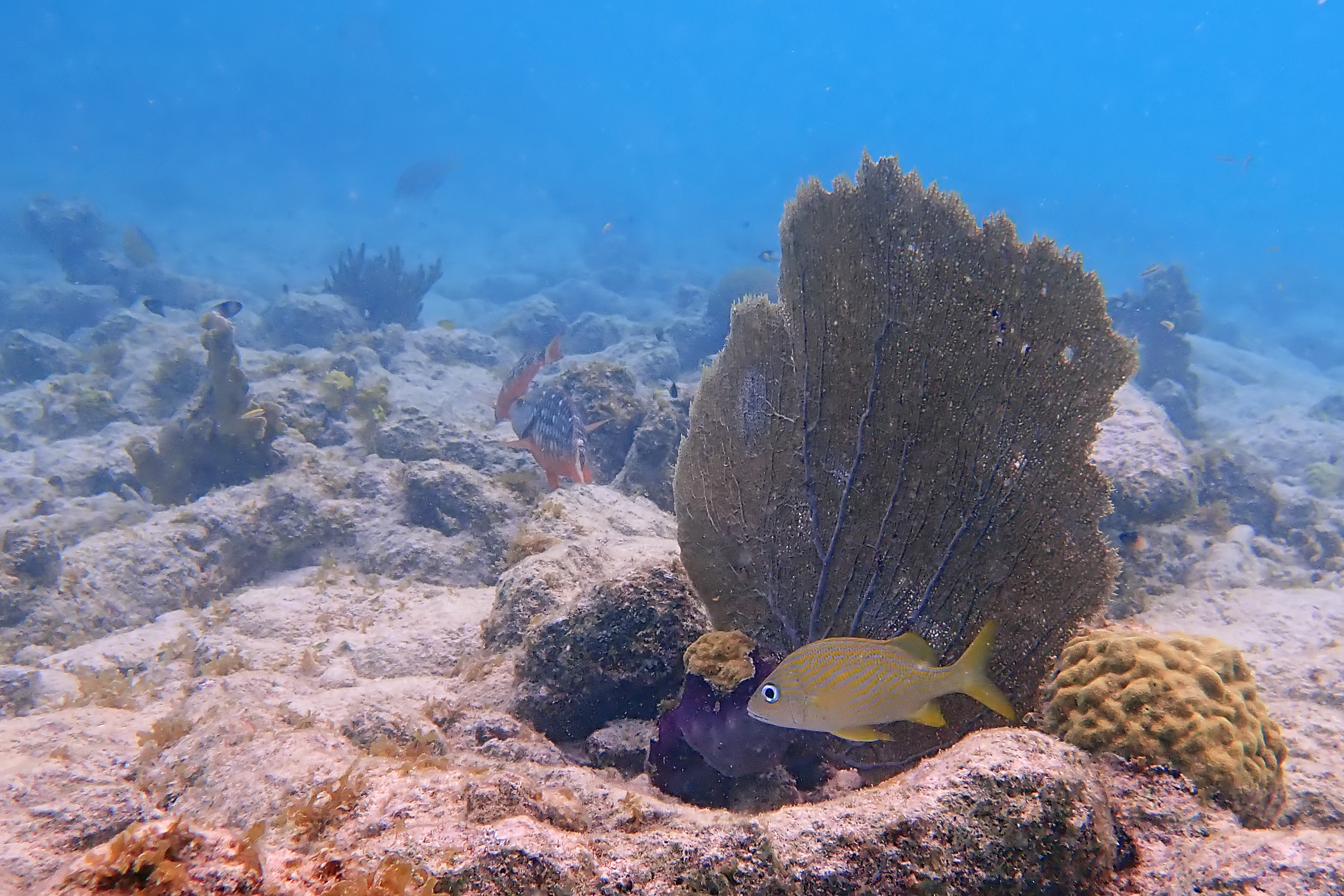 2018-01-26 - 15-12-19 - Korallen mit Fisch